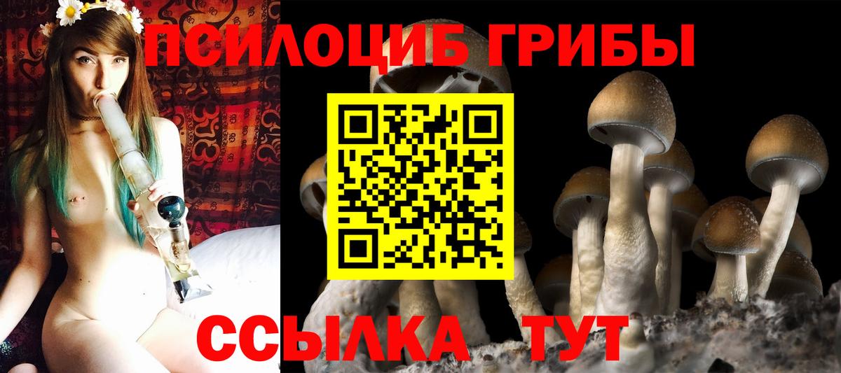 Новодвинск  Псилоцибиновые грибы Psilocybine cubensis  Вход с VPN 